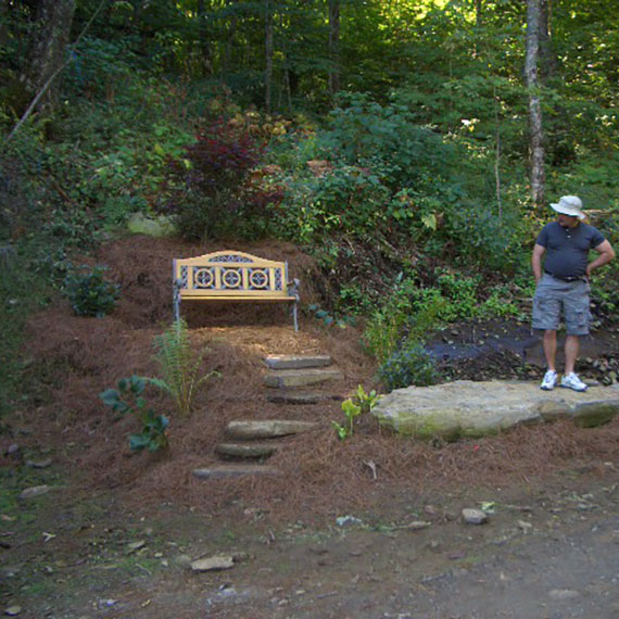 Ancient hardwood trees